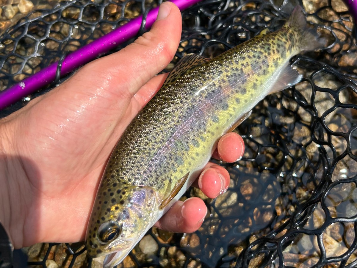 Native Fish Coalition x White&nbsp;Mountains