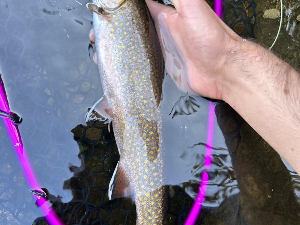 Maine Streamer Season