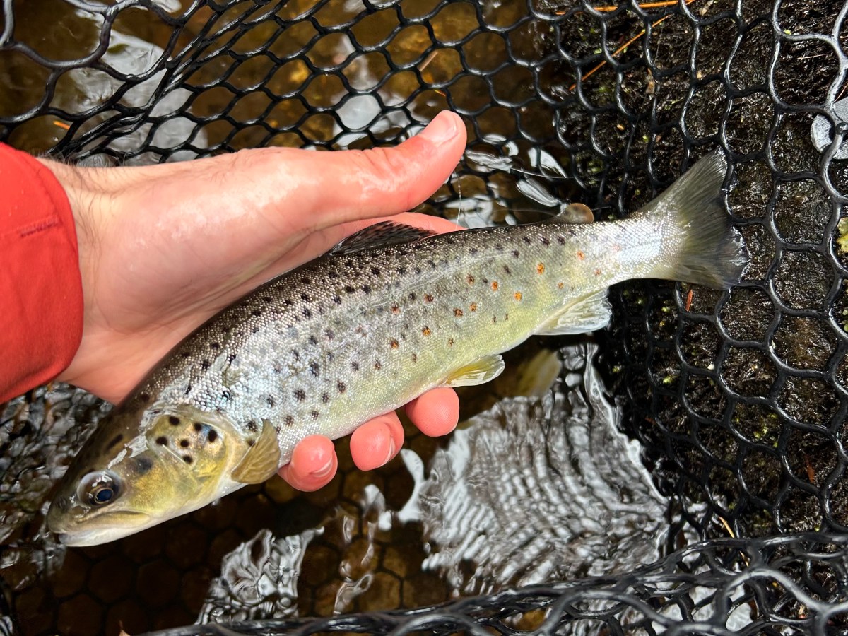 Something in the&nbsp;Orange